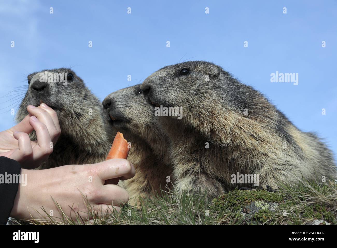 Drei Erwachsene Alpenmurmeltiere, Marmota marmota, werden von einem Touristen mit Karotten gefüttert. Blauer Himmel im Hintergrund Stockfoto