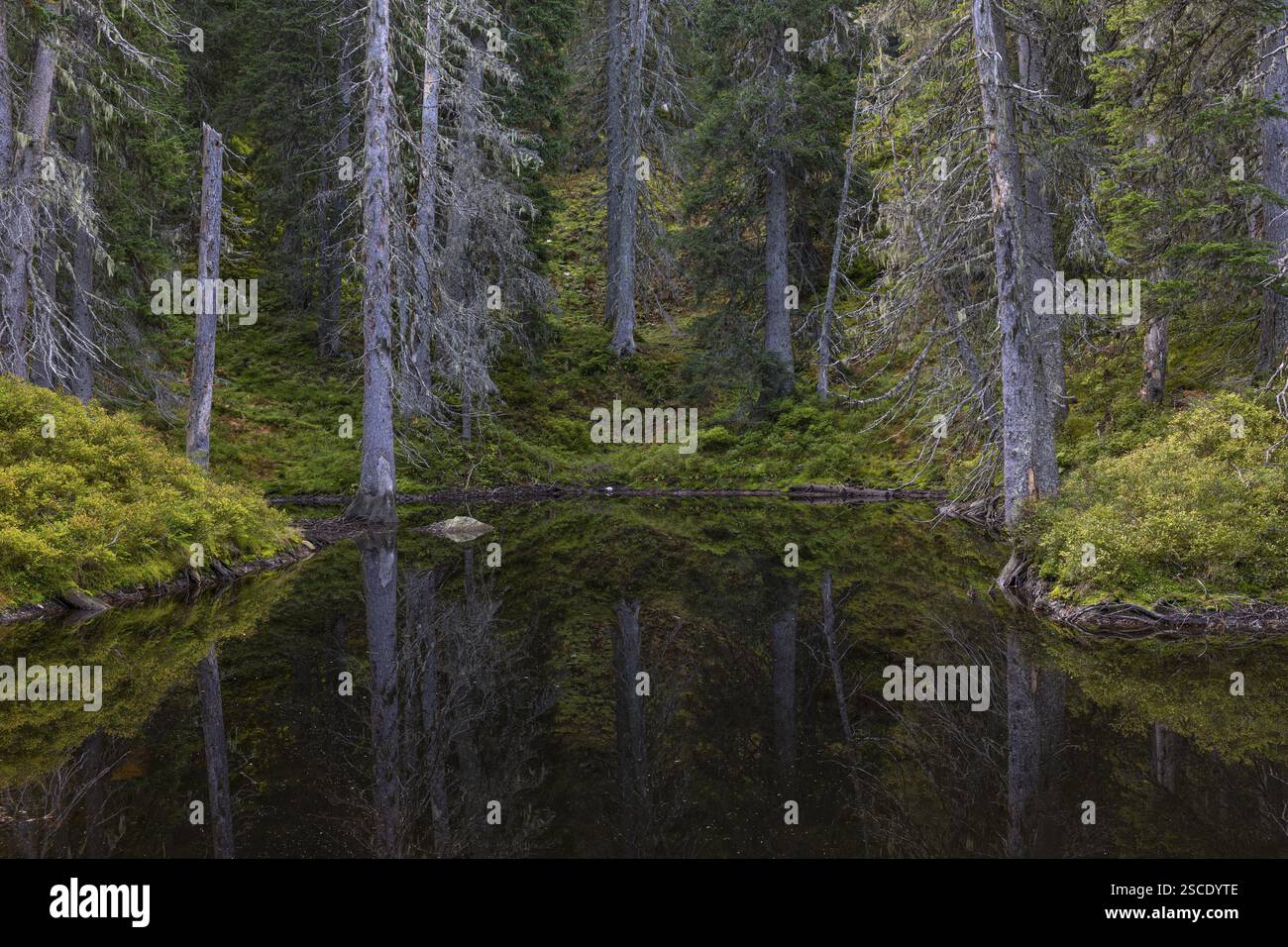 Blick auf einen herbstlichen unberührten Wald mit kleinen Teichen, toten Bäumen und Heidekraut. Hohe Tauern NP, Kolm Saigurn Talkopf, Rauristal, Österreich, Europa Stockfoto