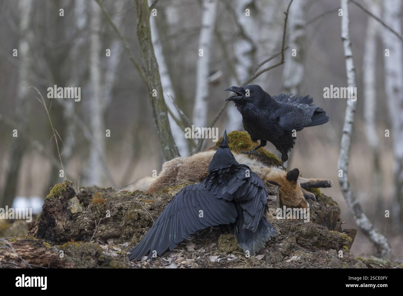 Zwei gemeine Raben (Corvus corax), kämpfen und ernähren sich von dem Kadaver eines Rotfuchses, der auf Steinen in einem Birkenwald liegt Stockfoto