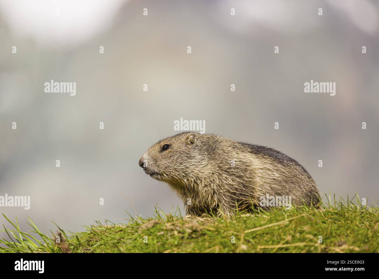 Ein junges alpines Murmeltier, Marmota marmota, liegt auf einem grasbewachsenen Rand. Schneebedeckte Berge liegen im Hintergrund Stockfoto