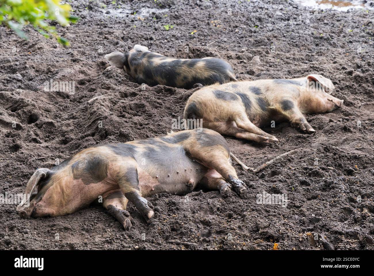 Gefleckte Bentheimer-Schweine, die draußen im Schlamm schlafen Stockfoto