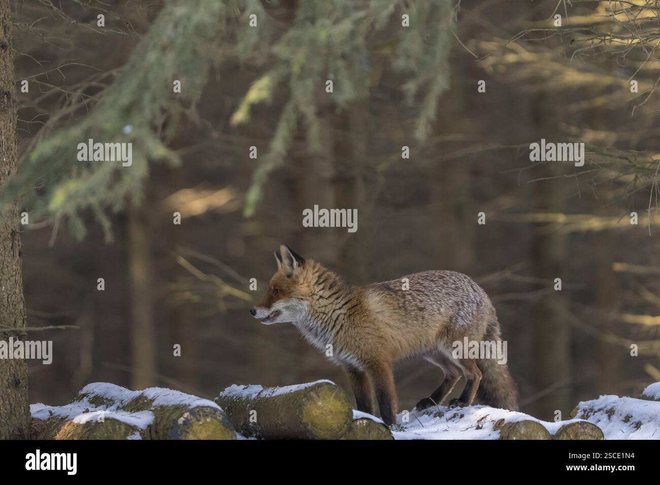 Ein Rotfuchs, Vulpes vulpes, steht auf einem Holzstapel in einem Wald auf der Suche nach Nahrung Stockfoto