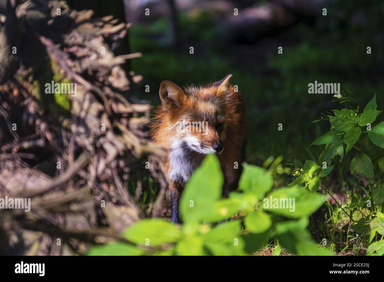Ein erwachsener Rotfuchs, Vulpes vulpes, steht im Unterholz eines Waldes Stockfoto