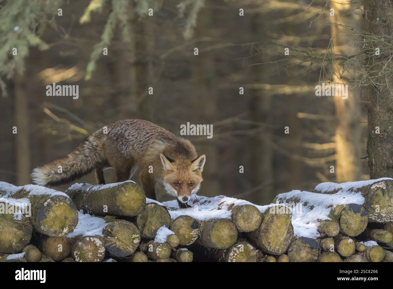 Ein Rotfuchs, Vulpes vulpes, steht auf einem Holzstapel in einem Wald auf der Suche nach Nahrung Stockfoto