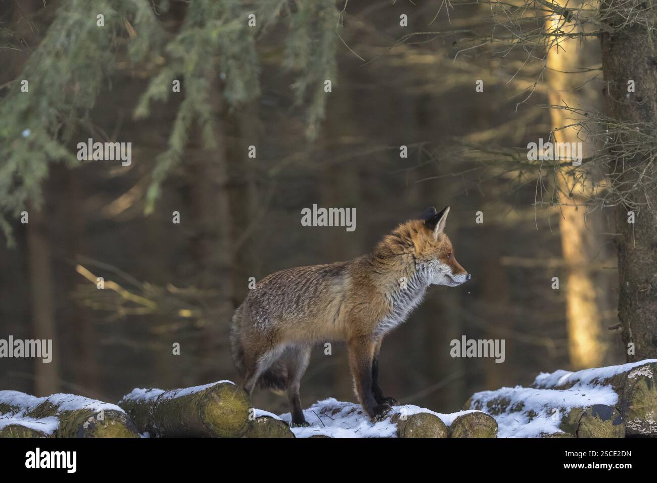 Ein Rotfuchs, Vulpes vulpes, steht auf einem Holzstapel in einem Wald auf der Suche nach Nahrung Stockfoto