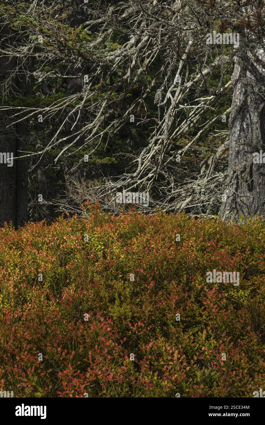 Blick auf einen herbstlichen unberührten Wald mit kleinen Teichen, toten Bäumen und Heidekraut. Hohe Tauern NP, Kolm Saigurn Talkopf, Rauristal, Österreich, Europa Stockfoto