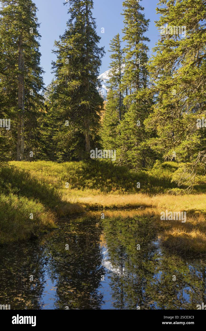 Blick auf einen herbstlichen unberührten Wald mit kleinen Teichen, toten Bäumen und Heidekraut. Hohe Tauern NP, Kolm Saigurn Talkopf, Rauristal, Österreich, Europa Stockfoto