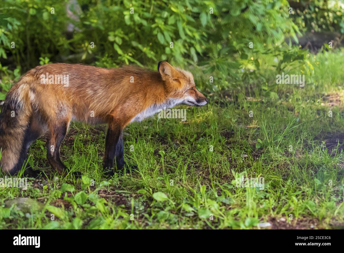 Porträt, Seitenansicht, eines erwachsenen Rotfuchses, Vulpes vulpes Stockfoto