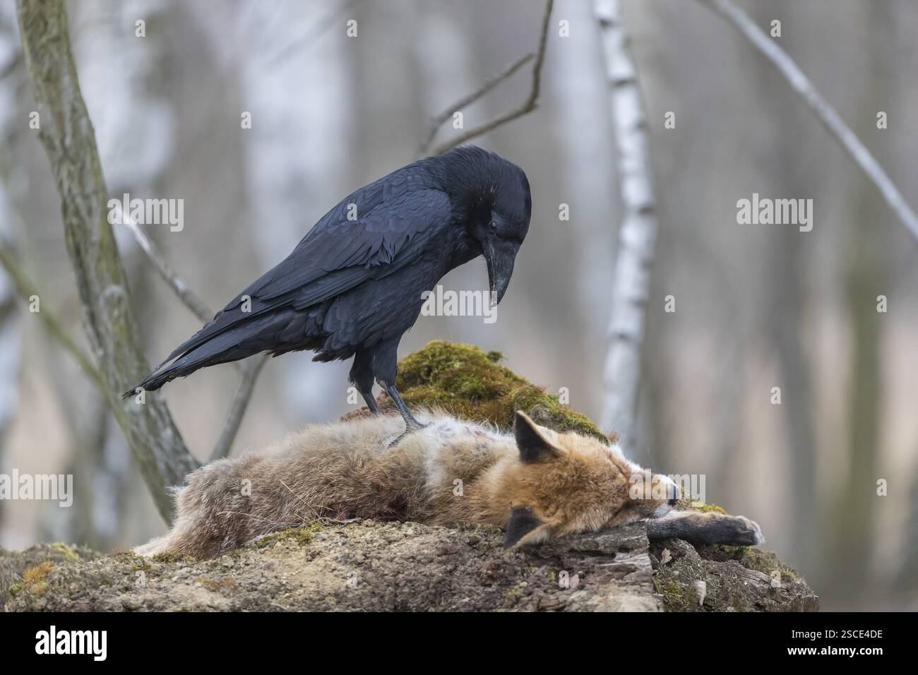 Ein gemeiner Rabe (Corvus corax), der sich vom Kadaver eines Rotfuchses ernährt, der auf Steinen in einem Birkenwald liegt Stockfoto