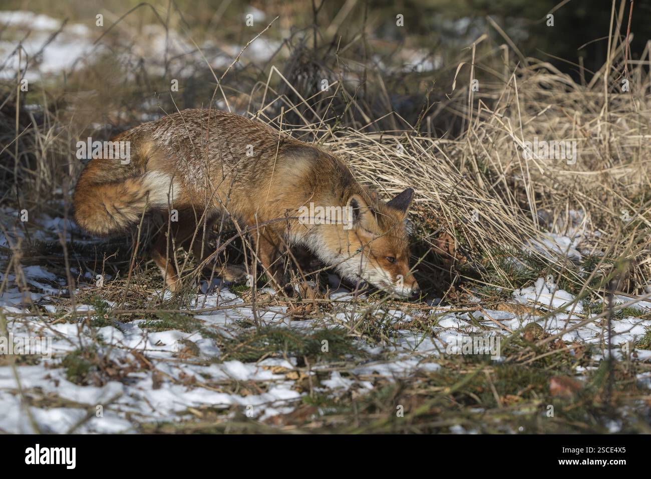 Ein Rotfuchs, Vulpes vulpes, läuft an einem sonnigen Tag durch das Unterholz eines Waldes Stockfoto