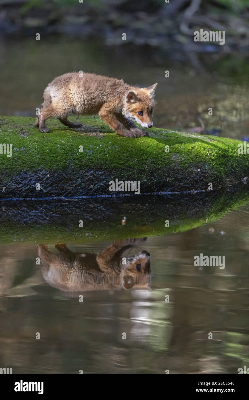 Ein junger Rotfuchs, Vulpes vulpes, läuft im späten Licht über einen moosigen Felsen in einem flachen Waldbach. Suche nach Lebensmitteln Stockfoto