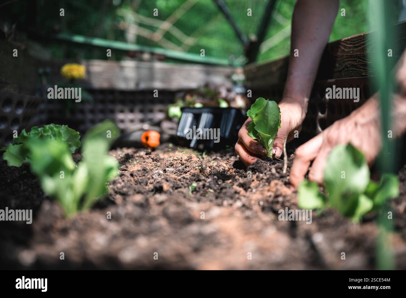 Die Hände eines Gärtners Pflanzen sorgfältig junge Salatpflanzen in reichem Boden, mit Gartenwerkzeugen und anderen Pflanzen im Hintergrund, in einem erhöhten g Stockfoto