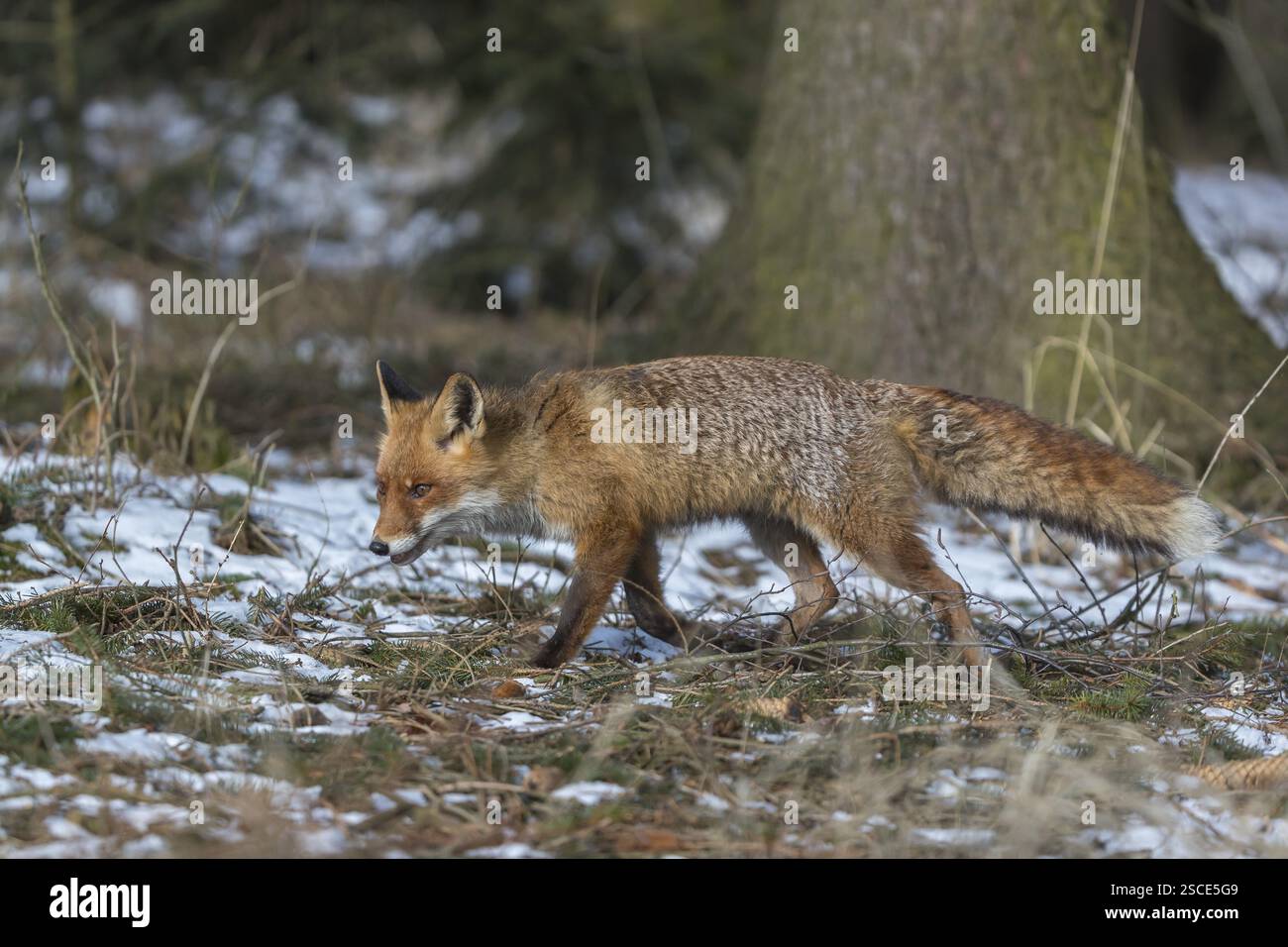 Ein Rotfuchs, Vulpes vulpes, läuft an einem sonnigen Tag durch das Unterholz eines Waldes Stockfoto