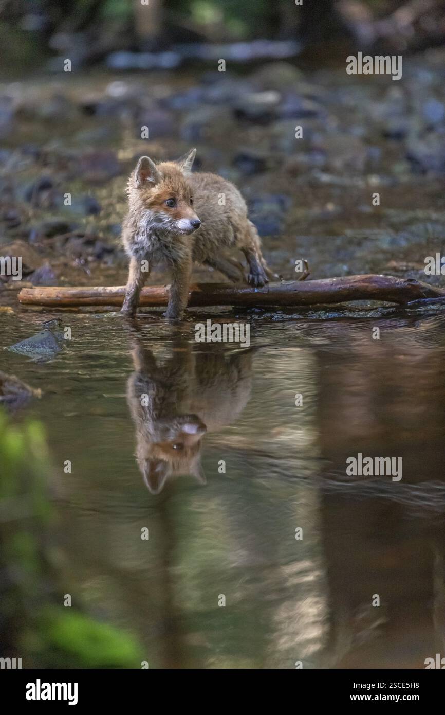 Ein junger Rotfuchs, Vulpes vulpes, spaziert im späten Licht durch einen flachen Waldbach. Suche nach Lebensmitteln Stockfoto