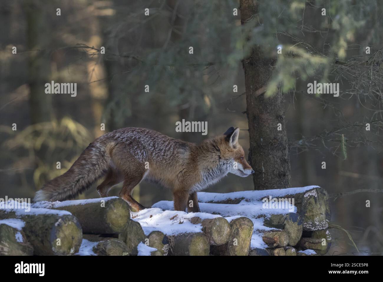 Ein Rotfuchs, Vulpes vulpes, steht auf einem Holzstapel in einem Wald auf der Suche nach Nahrung Stockfoto
