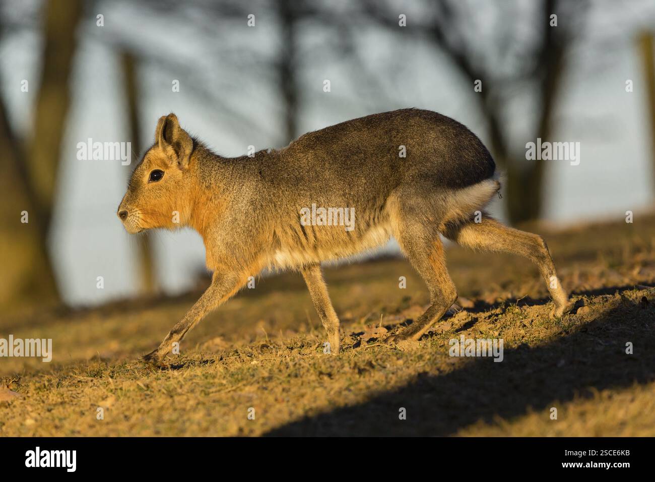 Ein patagonischer Mara (Dolichotis patagonum) geht im frühen Morgenlicht über eine trockene Wiese Stockfoto