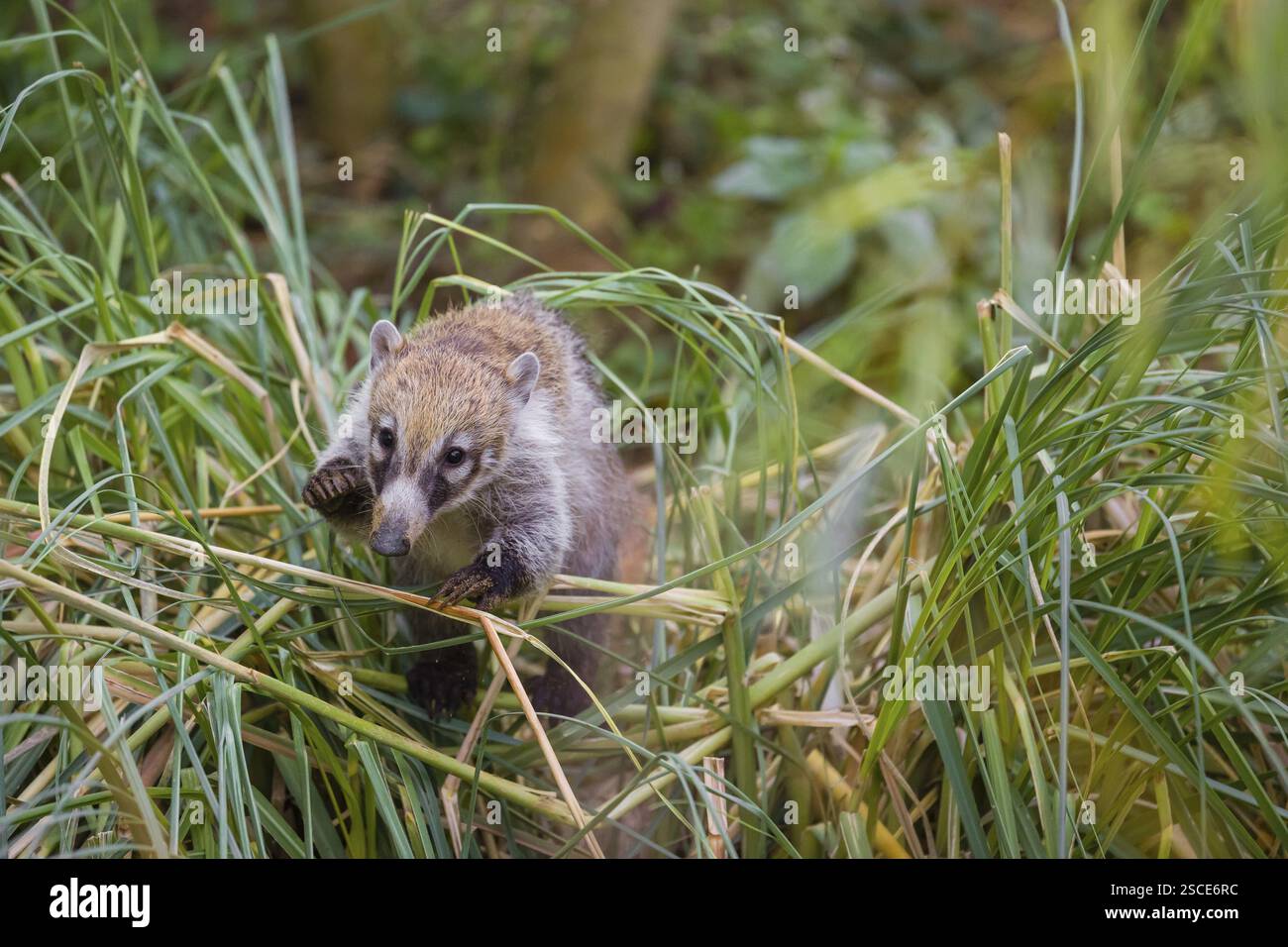 Eine Weißnasen-Coati (nasua narica) sucht im Unterholz eines Waldes nach Nahrung Stockfoto