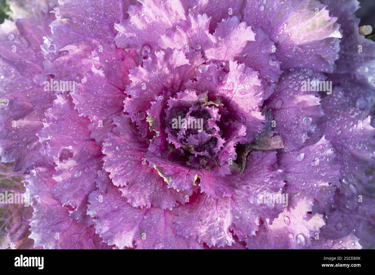 Zierkohl (Brassica oleracea var. Acephala) mit Wassertröpfchen, Bayern, Deutschland, Europa Stockfoto