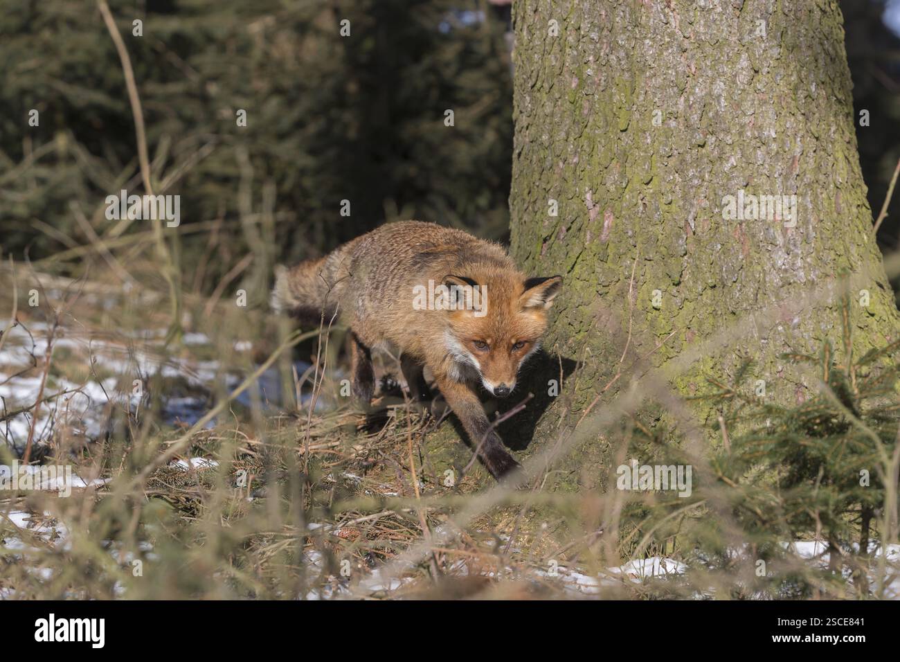 Ein Rotfuchs, Vulpes vulpes, läuft an einem sonnigen Tag durch das Unterholz eines Waldes Stockfoto