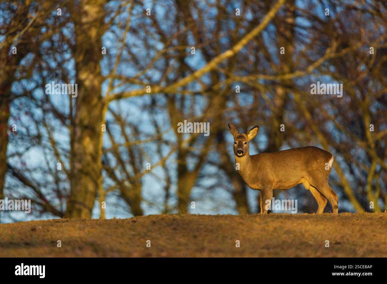 Ein männlicher Reh (Capreolus capreolus) läuft auf einer Wiese an einem Waldrand Stockfoto