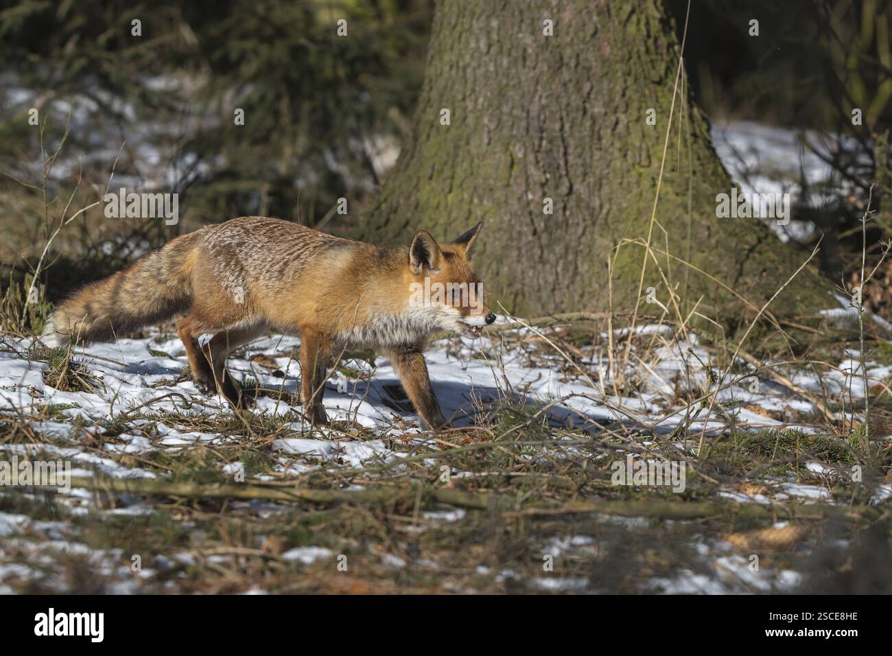 Ein Rotfuchs, Vulpes vulpes, läuft an einem sonnigen Tag durch das Unterholz eines Waldes Stockfoto
