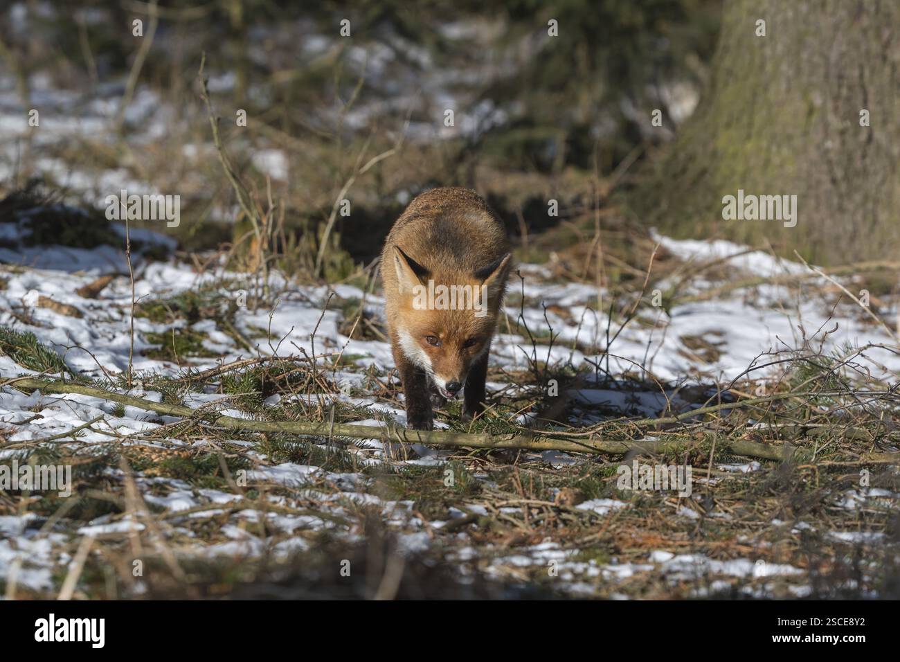 Ein Rotfuchs, Vulpes vulpes, läuft an einem sonnigen Tag durch das Unterholz eines Waldes Stockfoto