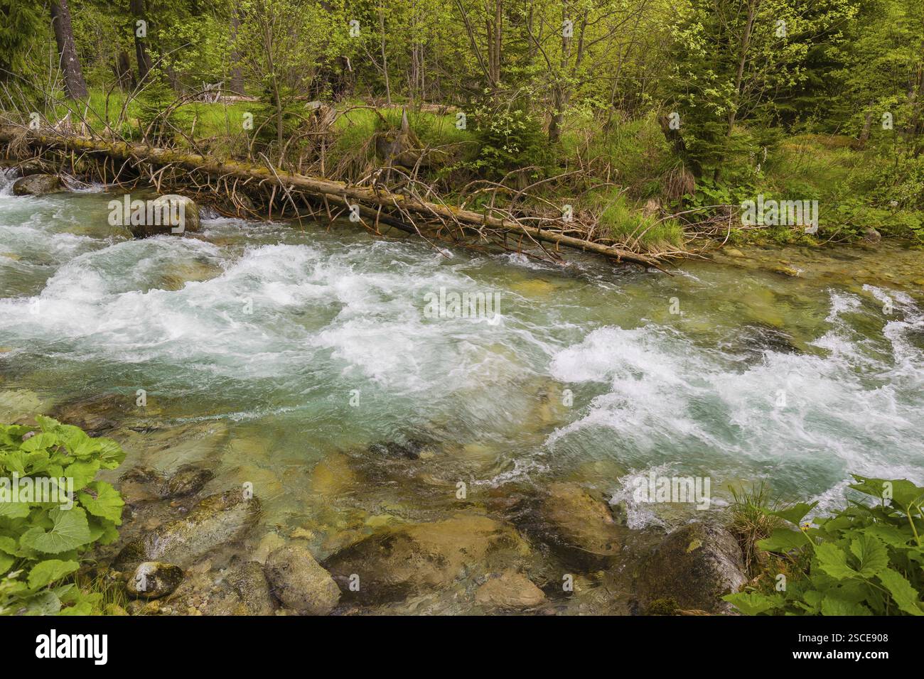 Schnell fließendes Wasser, Fluss Bela bei Prbylina, Slowakei, Europa Stockfoto