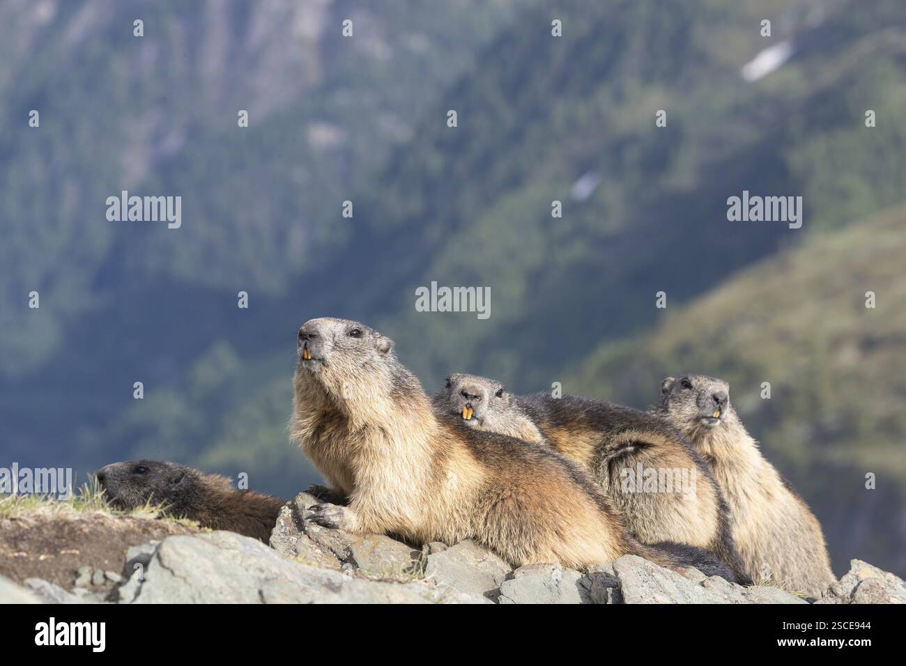Vier alpine Murmeltiere, Marmota marmota, auf einem Felsen mit Bergen im fernen Hintergrund. Großglockner Hochalpenstraße, hohe Tauern National Stockfoto