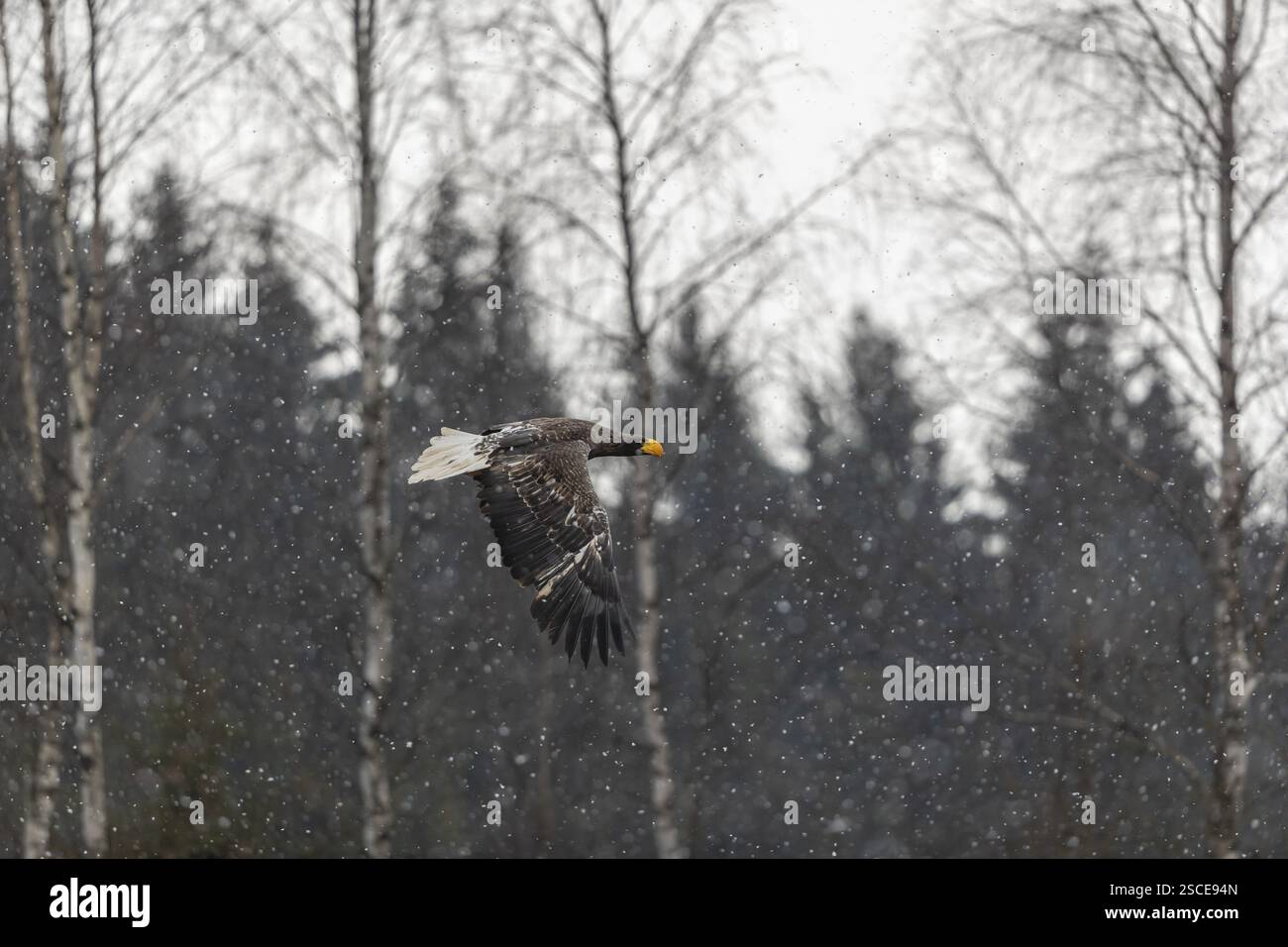 Ein junger Steller-Seeadler (Haliaeetus pelagicus) fliegt über einem See, während Schnee fällt. Ein Wald im Hintergrund. Kontrollierter Zustand Stockfoto