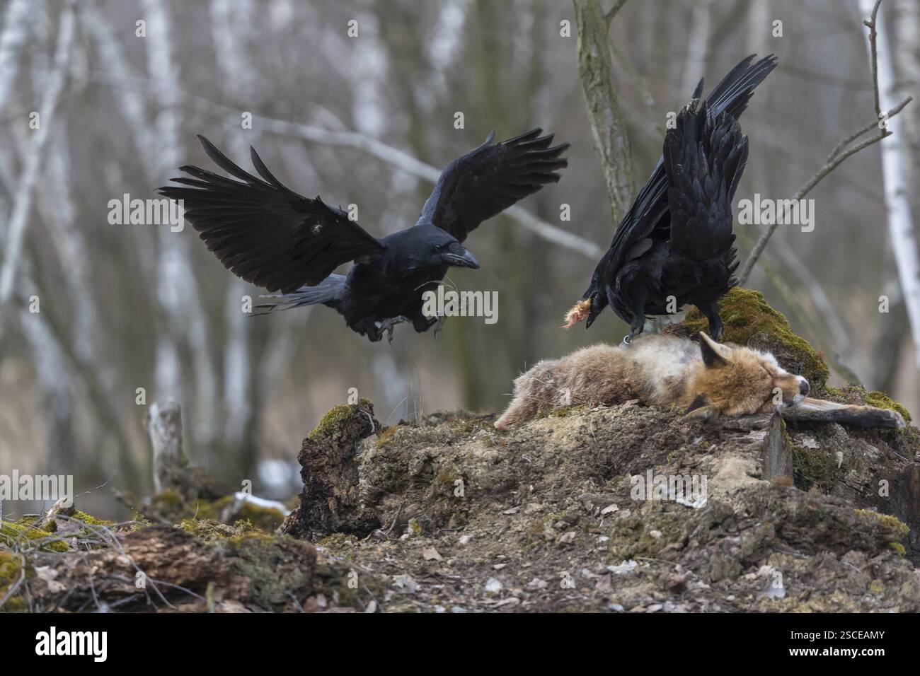 Zwei gemeine Raben (Corvus corax), kämpfen und ernähren sich von dem Kadaver eines Rotfuchses, der auf Steinen in einem Birkenwald liegt Stockfoto