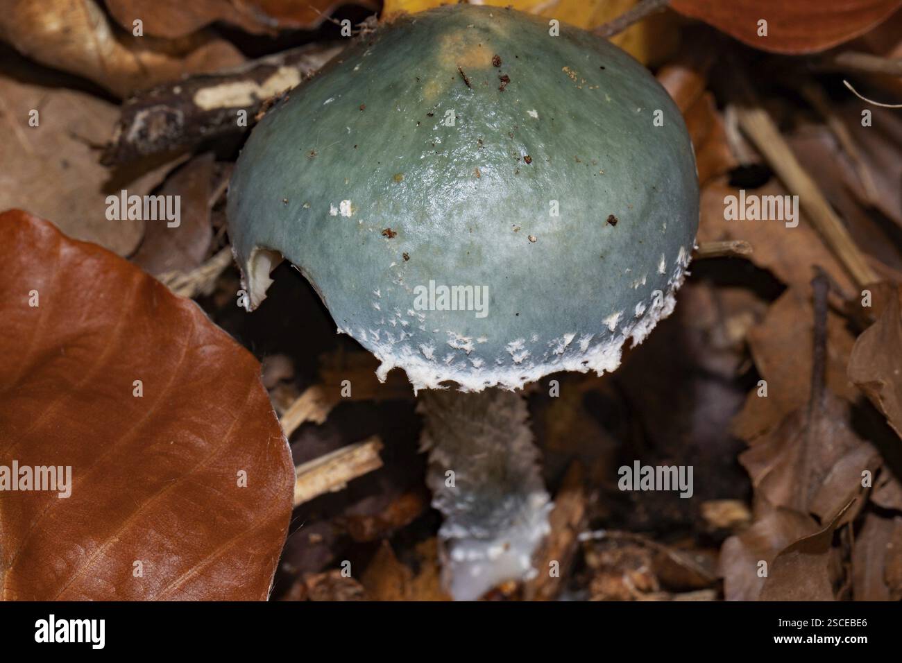 Blauer tropfenförmiger Fruchtkörper mit blaugrünem Stiel und Kappe mit weißen Flocken in braunen Herbstblättern Stockfoto