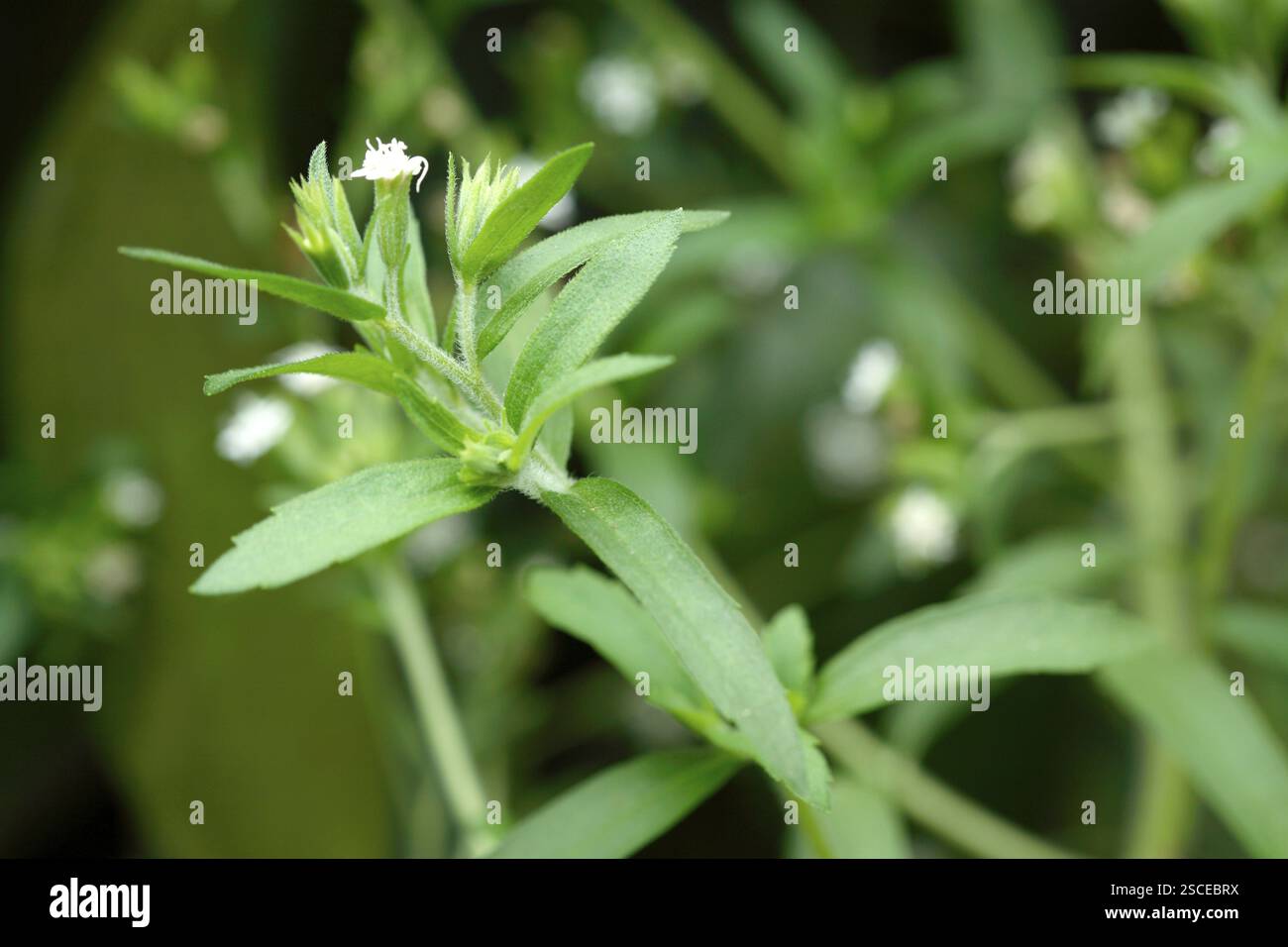Pflanze, Kraut natürliche süße Pflanze Blätter gebräuchlicher Name Stevia Zuckerpflanze botanischer Name Composite Rebaudiana Bertoni Stockfoto