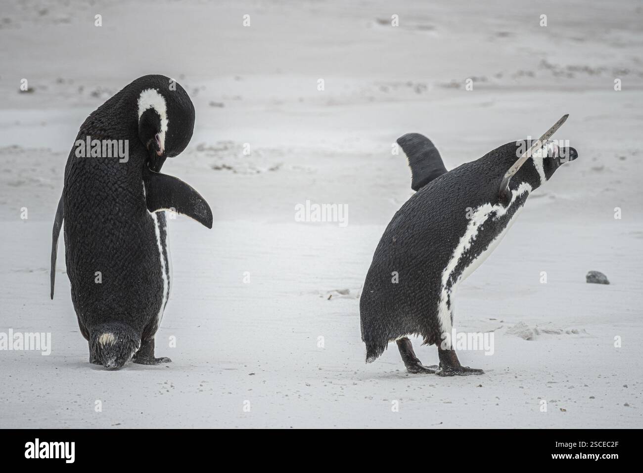 Magellan-Pinguine (Sphreniscus magellanicus) am Strand, Volunteer Point, Falklandinseln, Großbritannien, Südatlantik, Südamerika Stockfoto