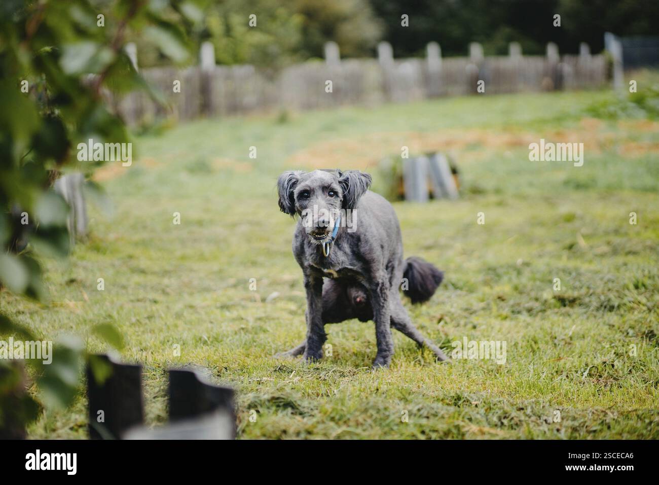 Hund auf einem grasbewachsenen Feld mit einem Zaun im Hintergrund Stockfoto