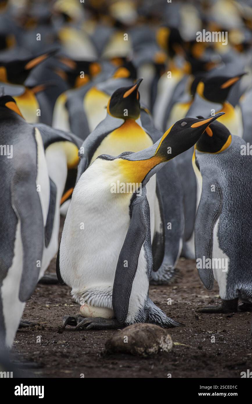 Königspinguin (Aptenodytes patagonicus), Hühner, die ihr frisch gelegtes Ei verteidigen, Volunteer Point, Falklandinseln, Großbritannien, Südatlantik, South Amer Stockfoto