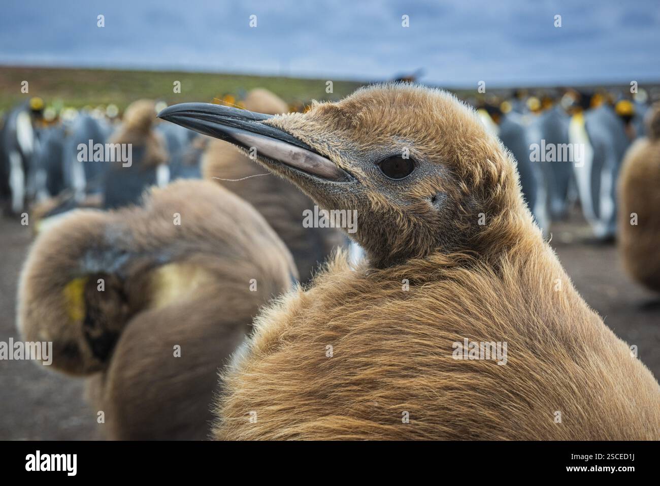 Königspinguine (Aptenodytes patagonicus), Jungtiere in einer Kolonie, Volunteer Point, Falklandinseln, Großbritannien, Südatlantik, Südamerika Stockfoto