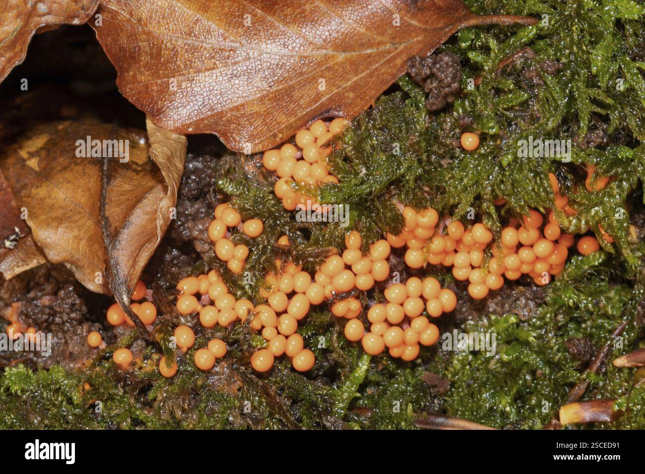 Trichia dezipiert viele Fruchtkörper mit Orangenstielen und Kappen nebeneinander auf grünem Moos Stockfoto