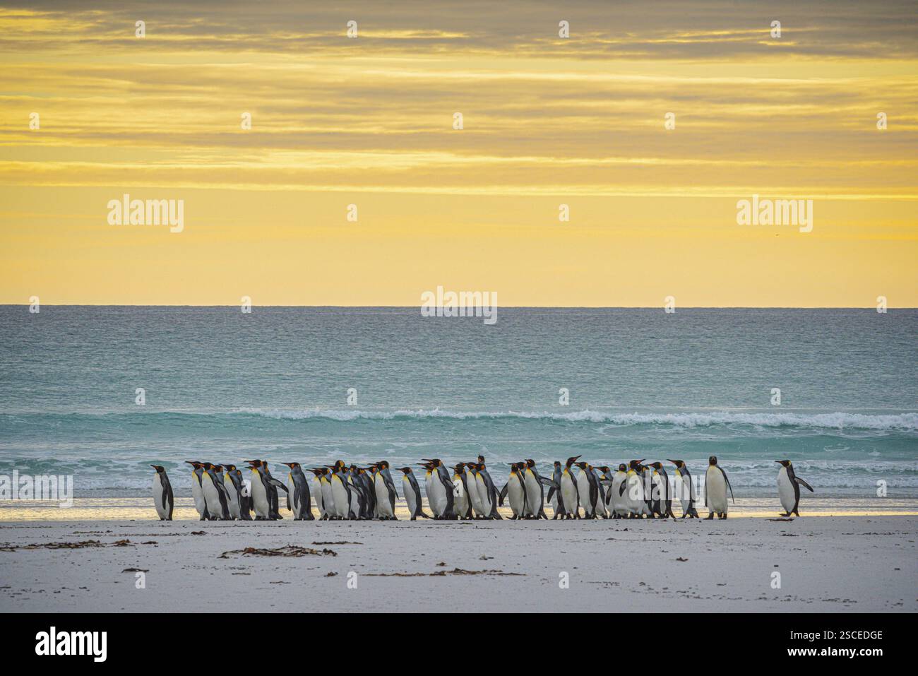 Königspinguine (Aptenodytes patagonicus), im Morgenlicht am Strand, Volunteer Point, Falklandinseln, Großbritannien, Südatlantik, Südlicher Vormittag Stockfoto