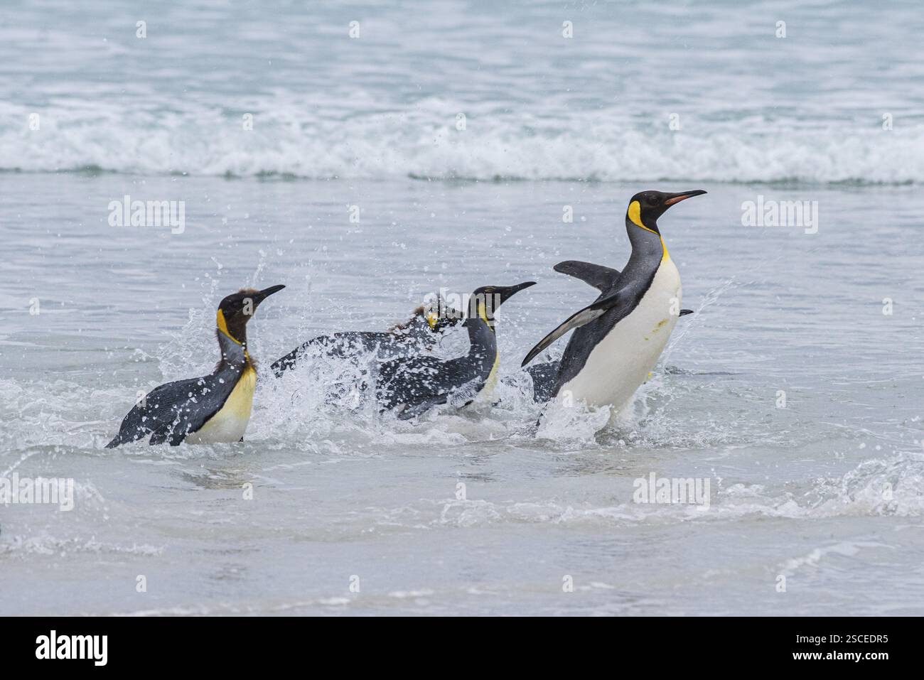 Königspinguine (Aptenodytes patagonicus), die aus dem Meer kommen, Volunteer Point, Falklandinseln, Großbritannien, Südatlantik, Südamerika Stockfoto