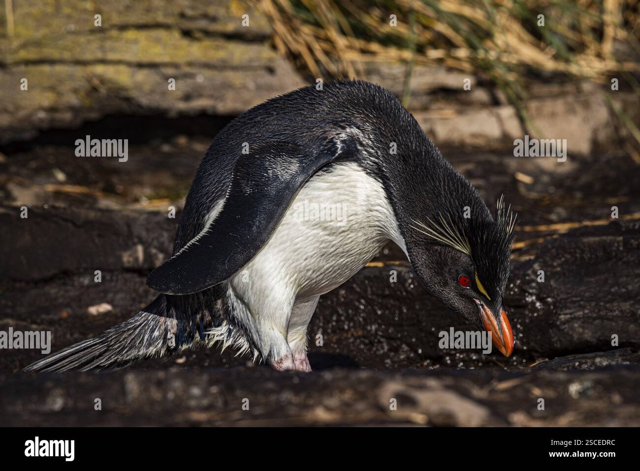 Rockhopper-Pinguin (Eudyptes chrysocome) trinkt an einer Wasserquelle, Bleaker Island, Falklandinseln, Großbritannien, Südatlantik, Südamerika Stockfoto