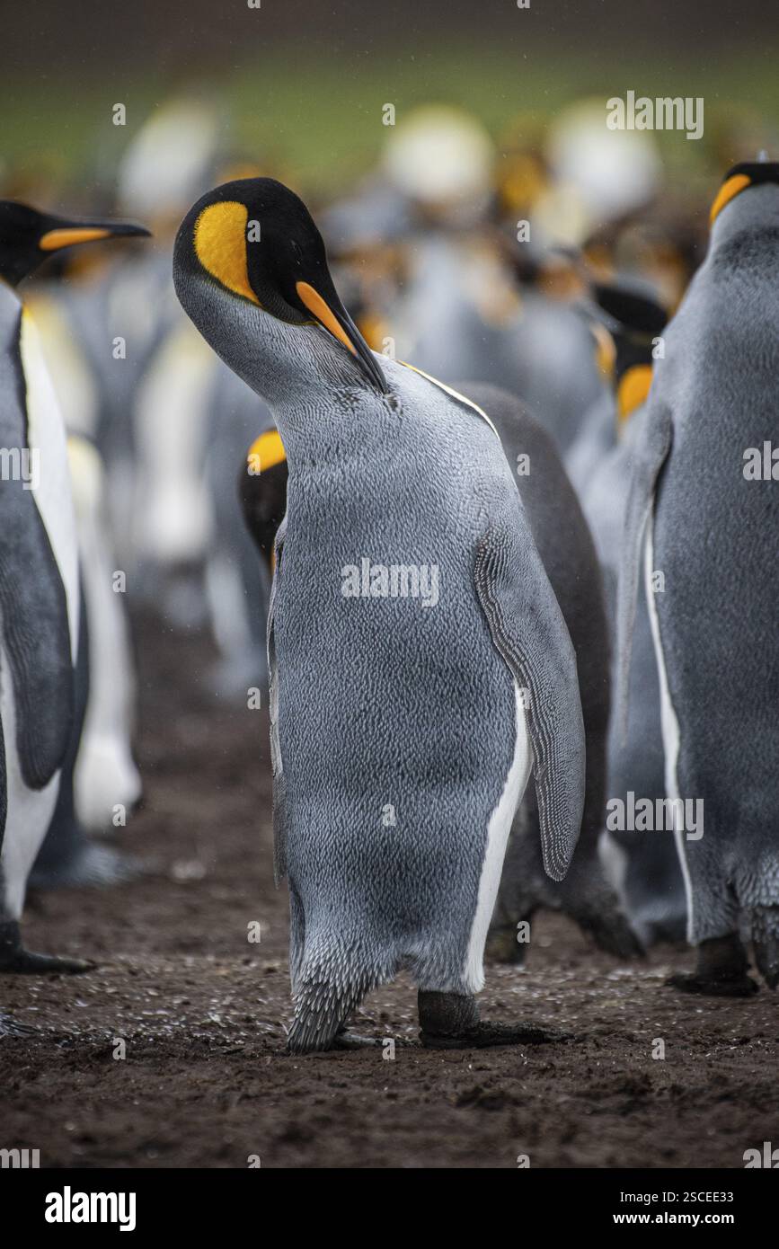 Königspinguin (Aptenodytes patagonicus), Reinigung seines Gefieders, Volunteer Point, Falklandinseln, Großbritannien, Südatlantik, Südamerika Stockfoto
