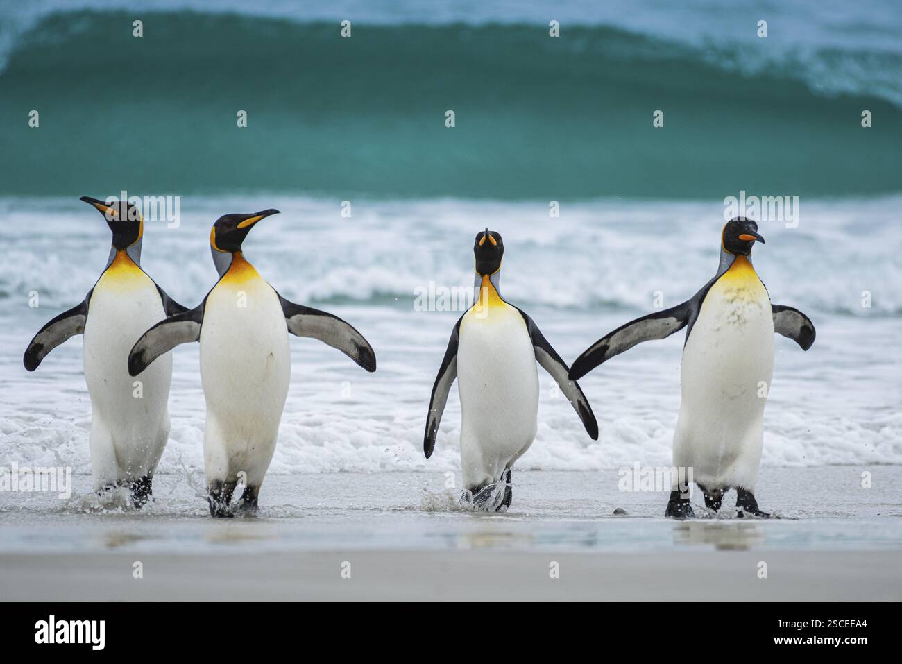 Königspinguine (Aptenodytes patagonicus), die aus dem Meer kommen, Volunteer Point, Falklandinseln, Großbritannien, Südatlantik, Südamerika Stockfoto