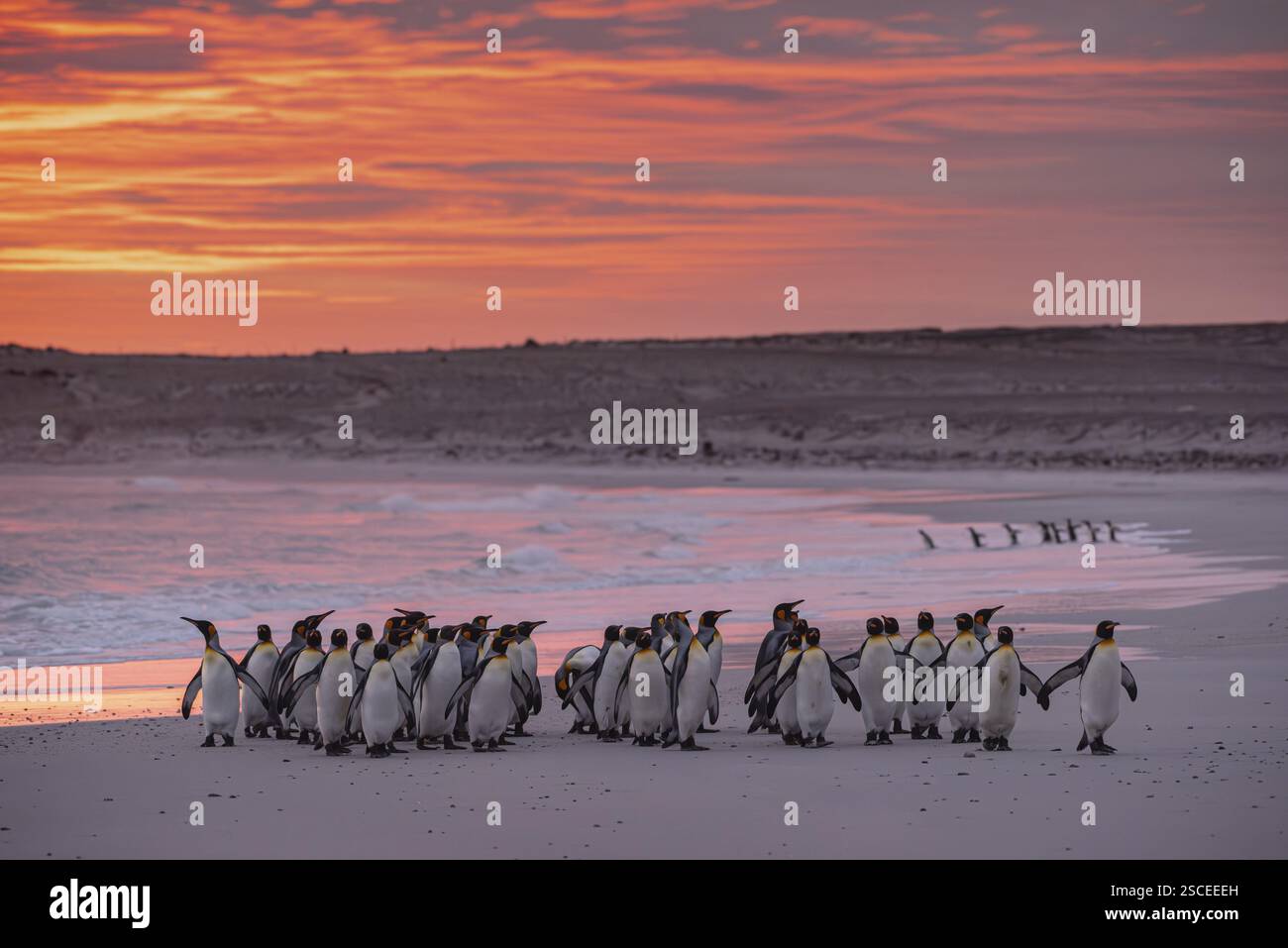 Königspinguine (Aptenodytes patagonicus), im Morgenlicht am Strand, Volunteer Point, Falklandinseln, Großbritannien, Südatlantik, Südlicher Vormittag Stockfoto