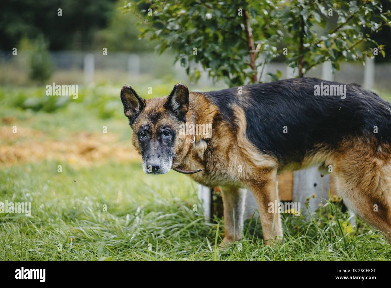 Ein Deutscher Schäferhund steht neben einem jungen Baum in einem grasbewachsenen Garten Stockfoto