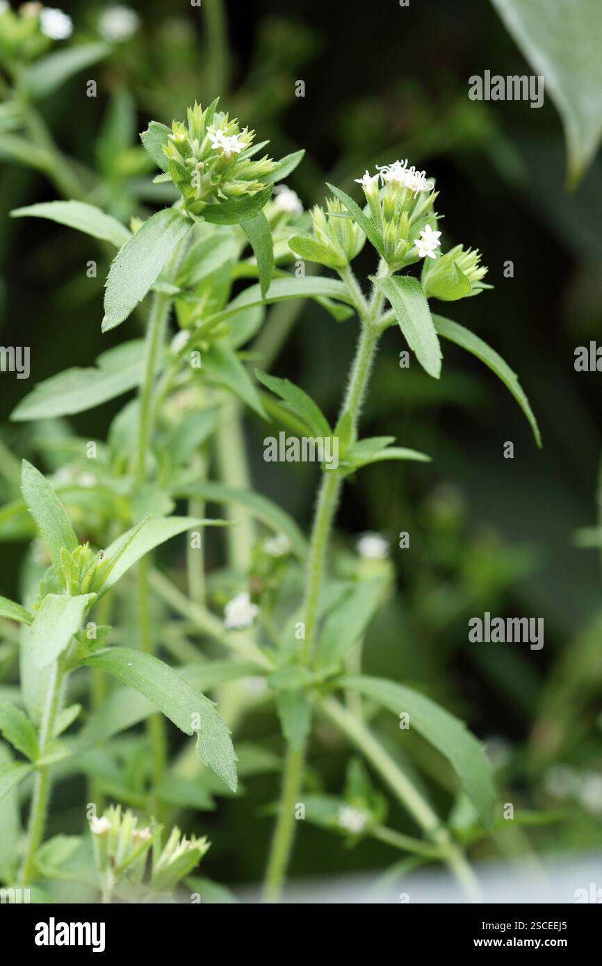 Pflanze, Kraut natürliche süße Pflanze Blätter gebräuchlicher Name Stevia Zuckerpflanze botanischer Name Composite Rebaudiana Bertoni Stockfoto