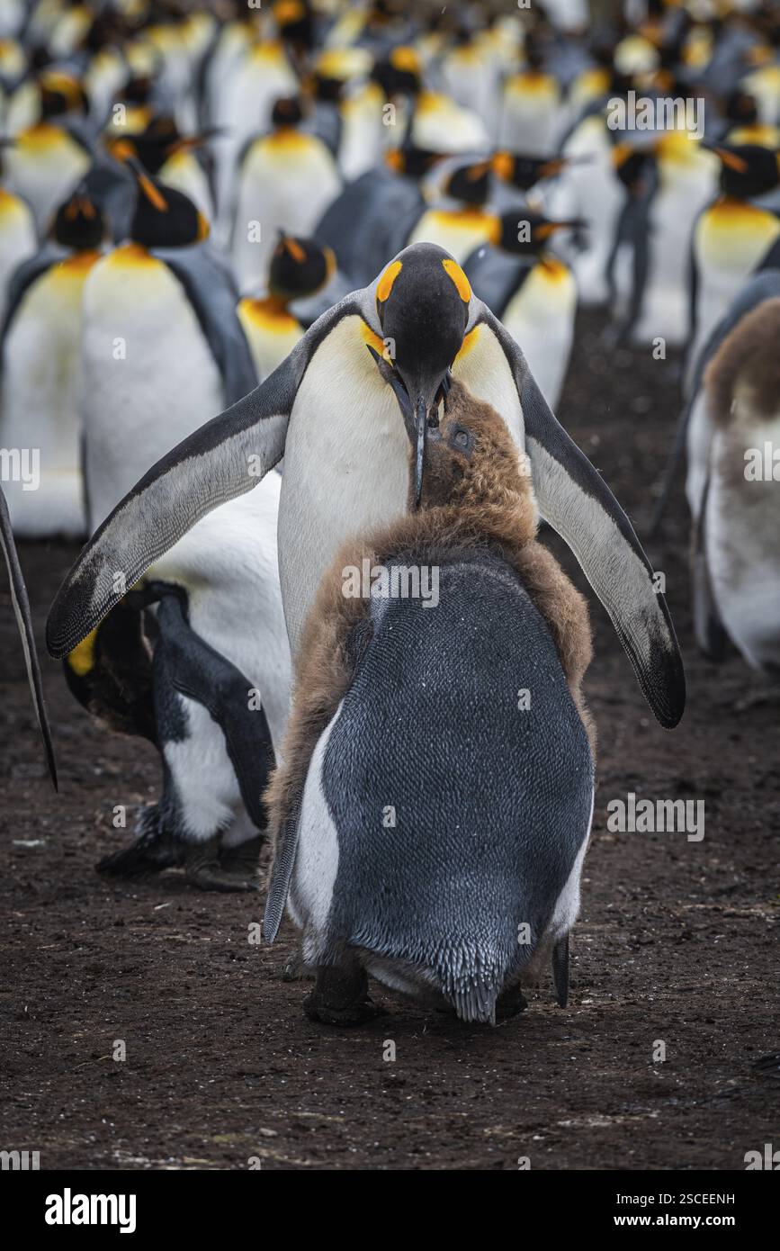 Königspinguin (Aptenodytes patagonicus), ein Jungtier, das gefüttert wird, Volunteer Point, Falklandinseln, Großbritannien, Südatlantik, Südamerika Stockfoto