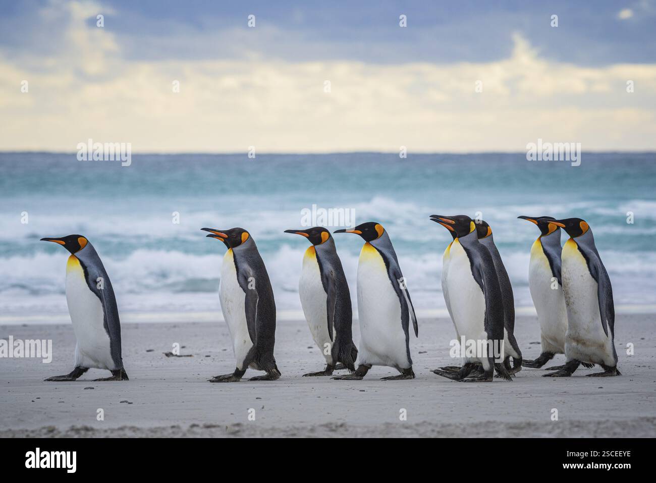 Königspinguine (Aptenodytes patagonicus), am Strand, Volunteer Point, Falklandinseln, Großbritannien, Südatlantik, Südamerika Stockfoto