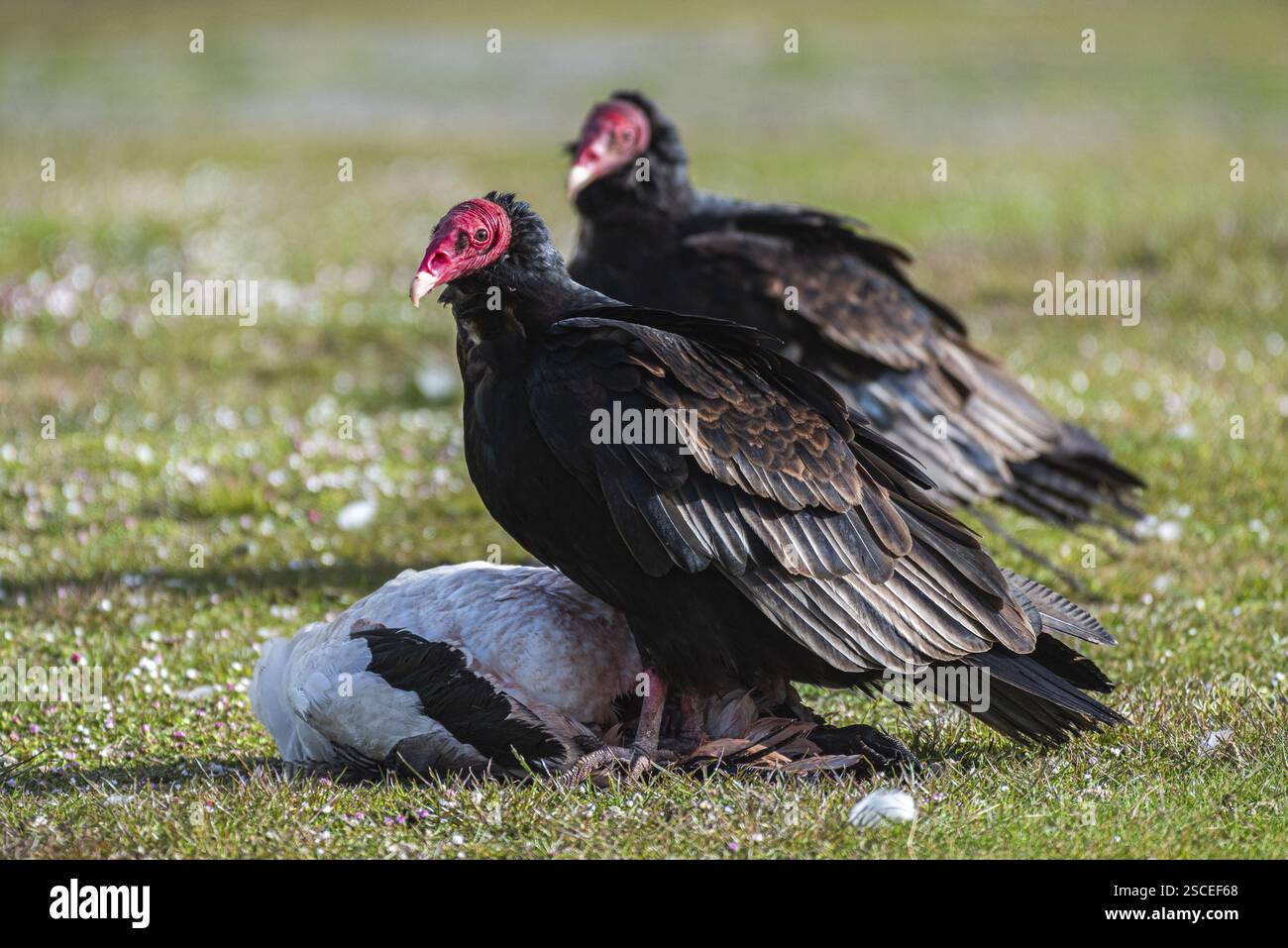 Truthahngeier (Cathartes aura) auf dem Kadaver einer Magellangans (Chloephaga picta), Bleaker Island, Falklandinseln, Großbritannien, Südatlant Stockfoto