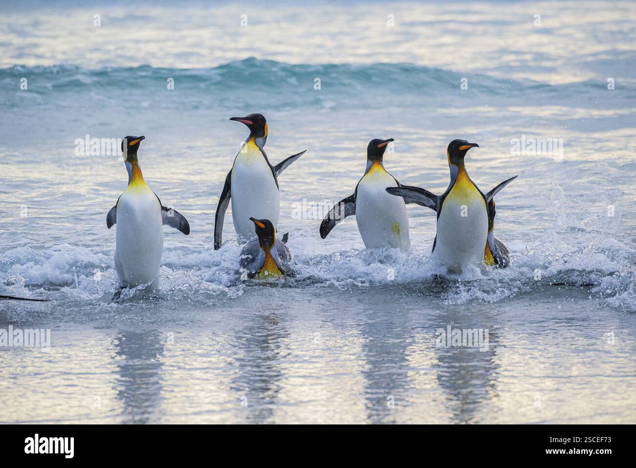 Königspinguine (Aptenodytes patagonicus), die aus dem Meer kommen, Volunteer Point, Falklandinseln, Großbritannien, Südatlantik, Südamerika Stockfoto