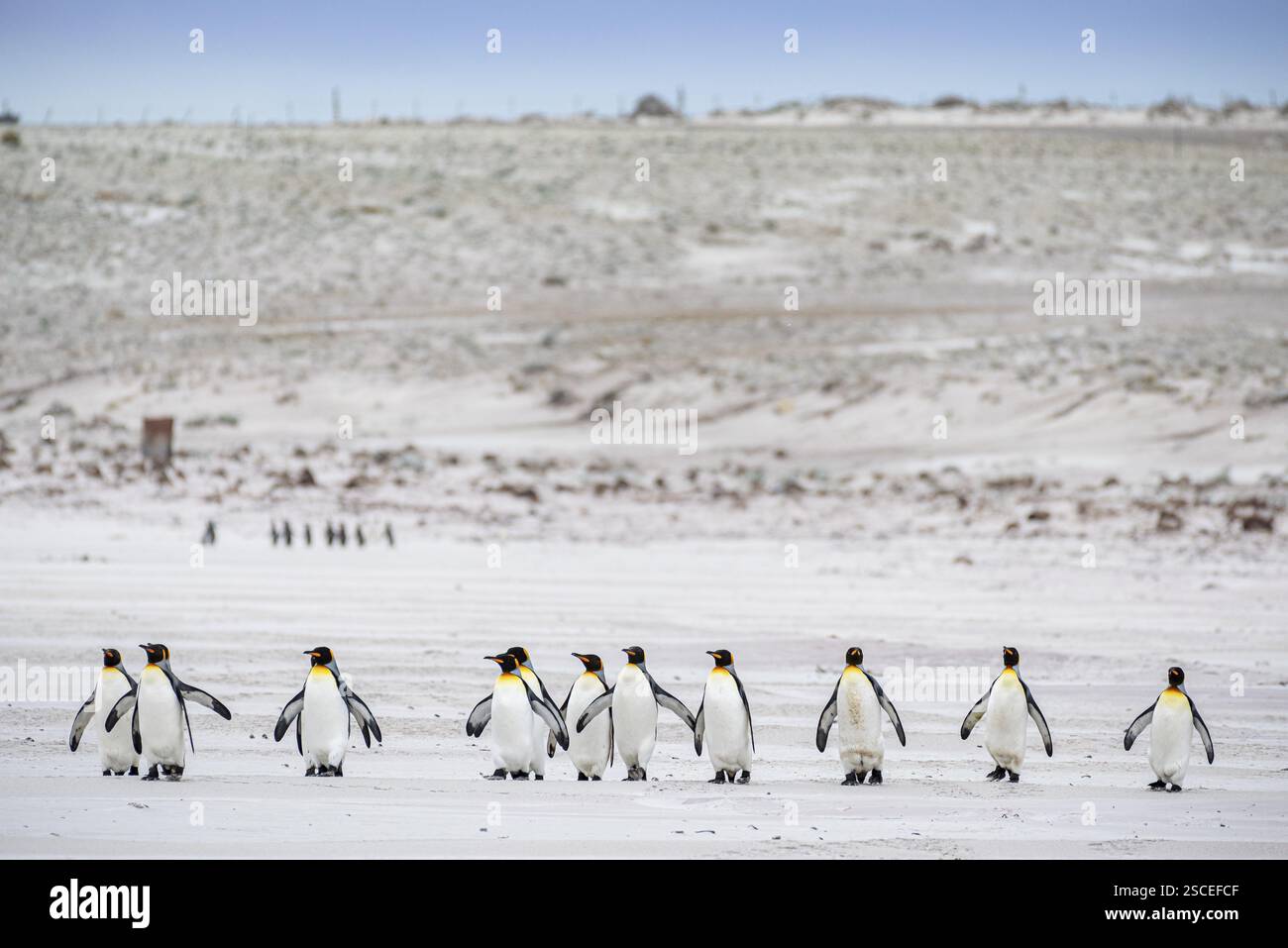 Königspinguine (Aptenodytes patagonicus), am Strand, Volunteer Point, Falklandinseln, Großbritannien, Südatlantik, Südamerika Stockfoto